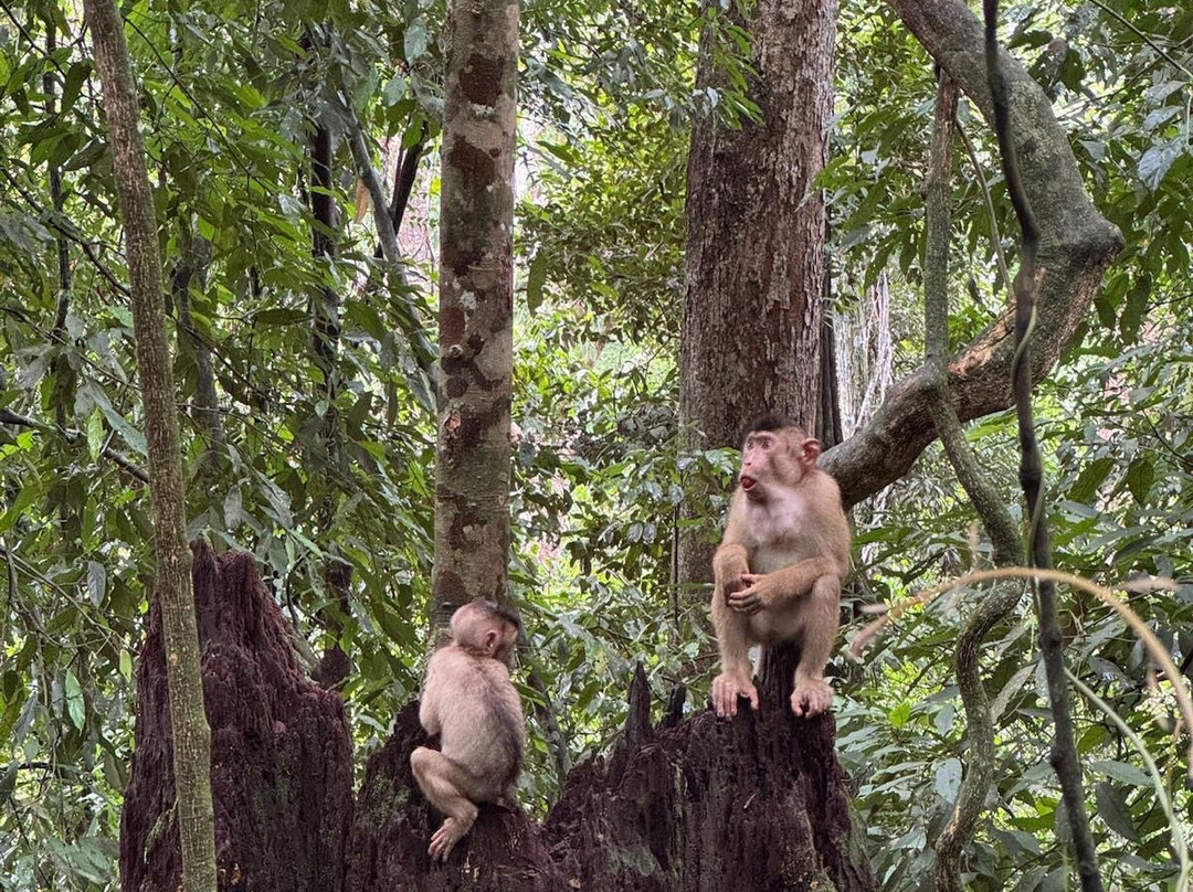 Trekking Orangutan Sumatra-武吉拉旺必去景点