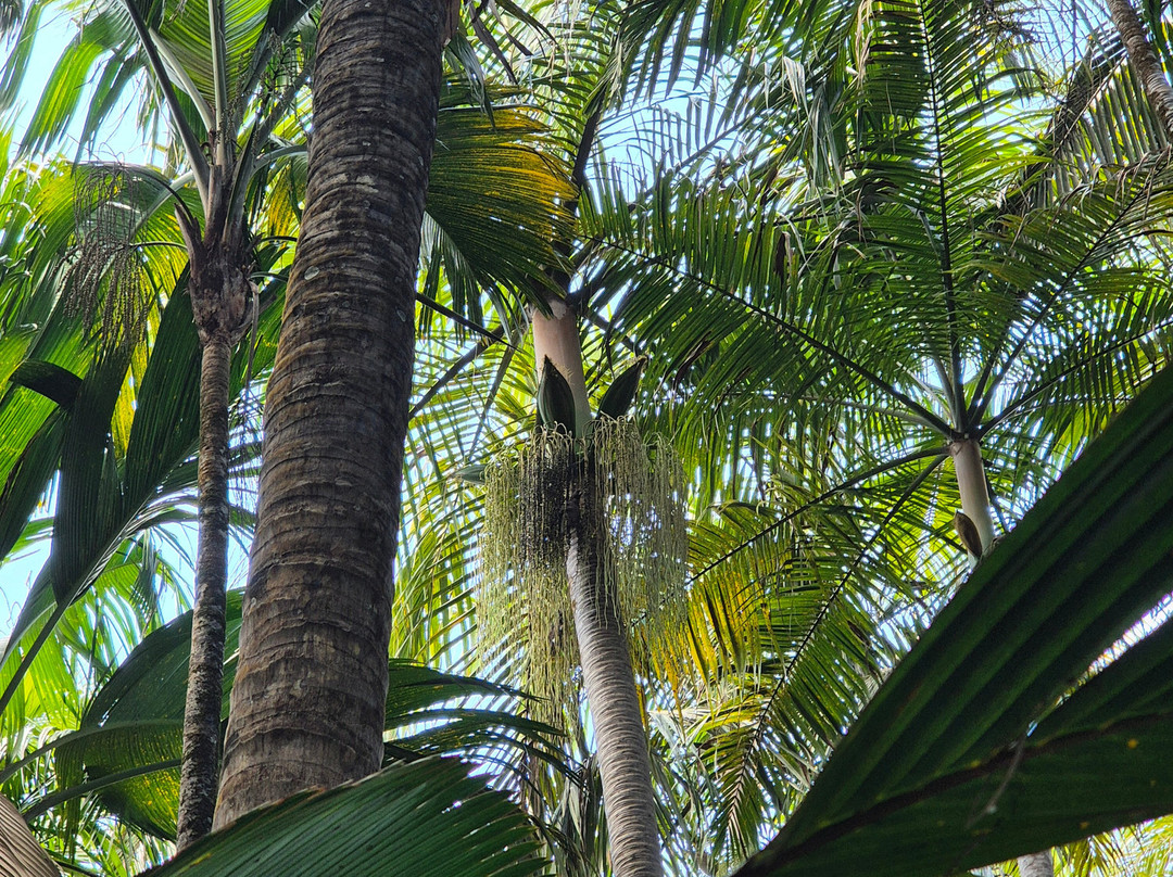 Dave's  Tour-普拉兰岛必去景点