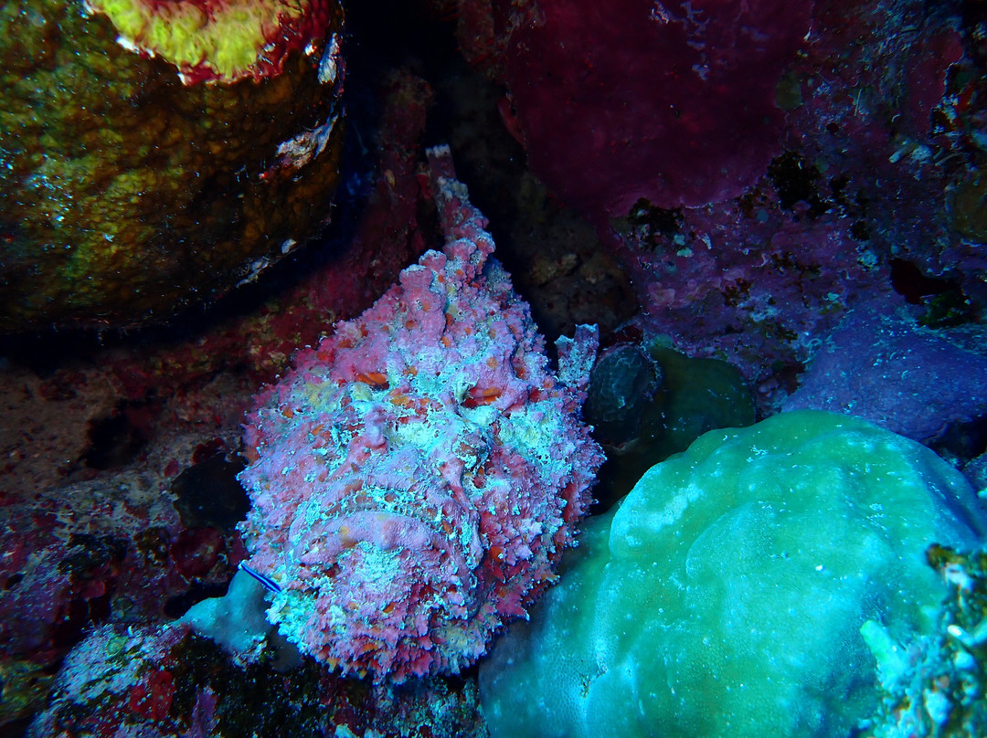 Atlantik Diving Center-艾尔可西利亚必去景点