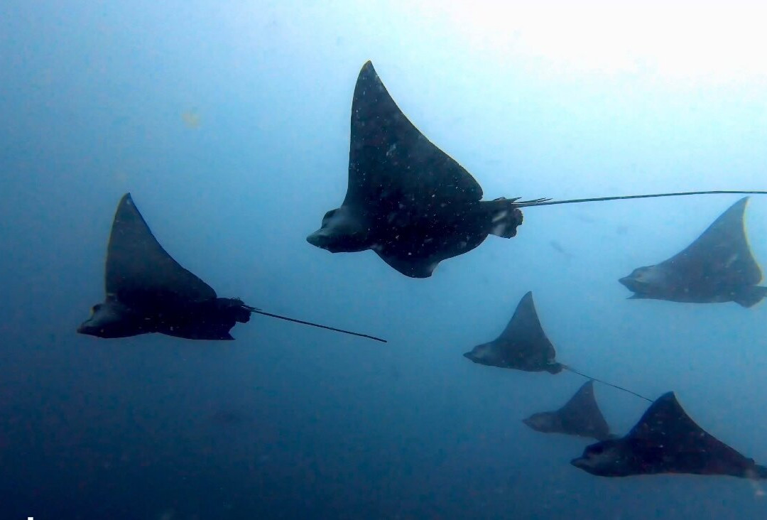 DivePoint Rannalhi-绚丽岛必去景点