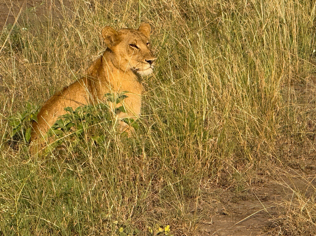 Mamaland Safaris-坎帕拉必去景点