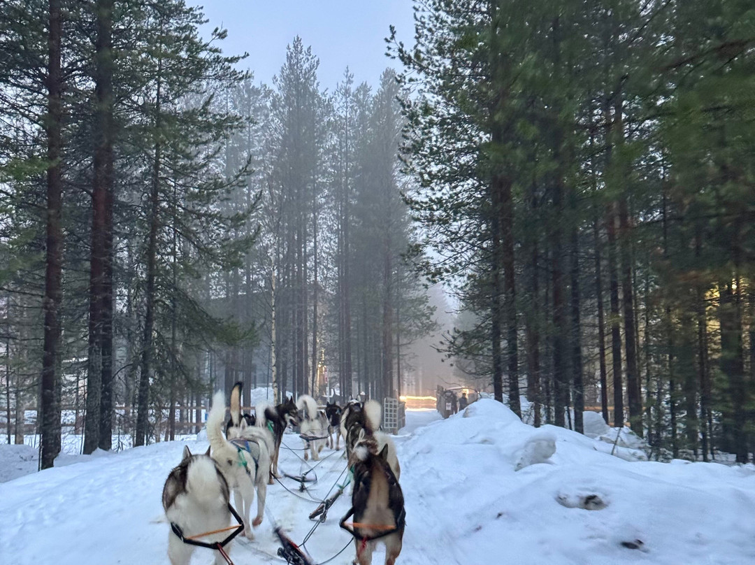 Arctic Circle Husky Park-罗瓦涅米必去景点