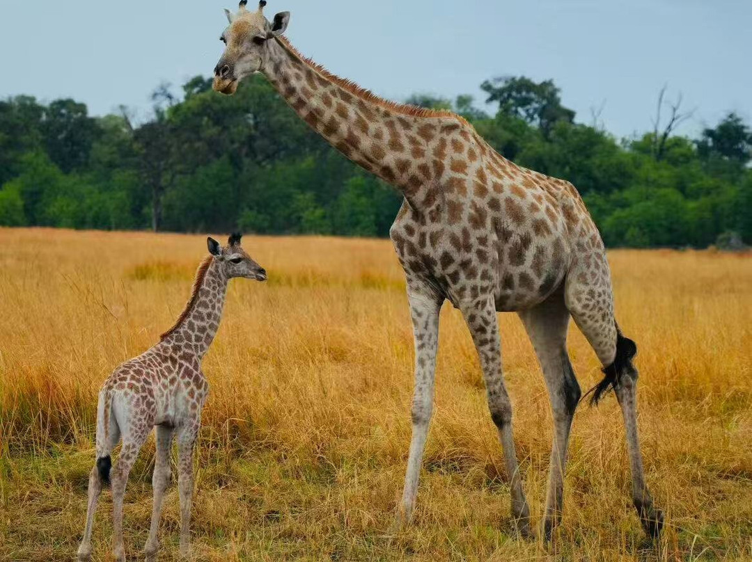 Safari Specialists-马翁必去景点