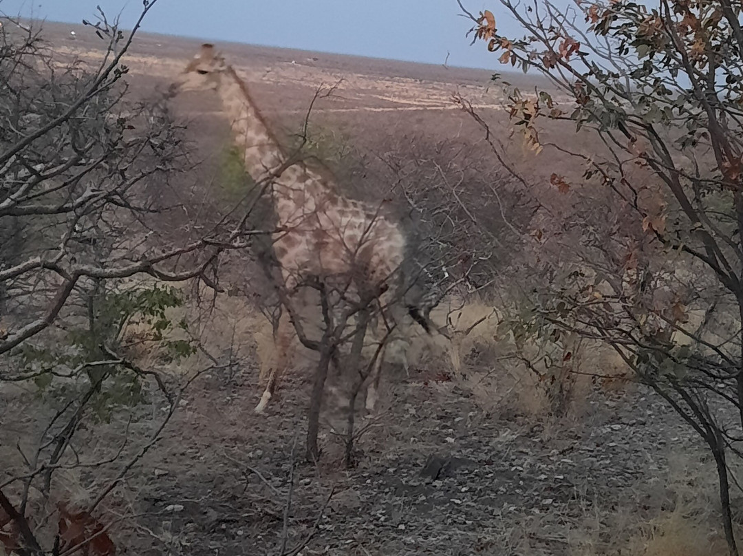 埃托沙乡村酒店主图