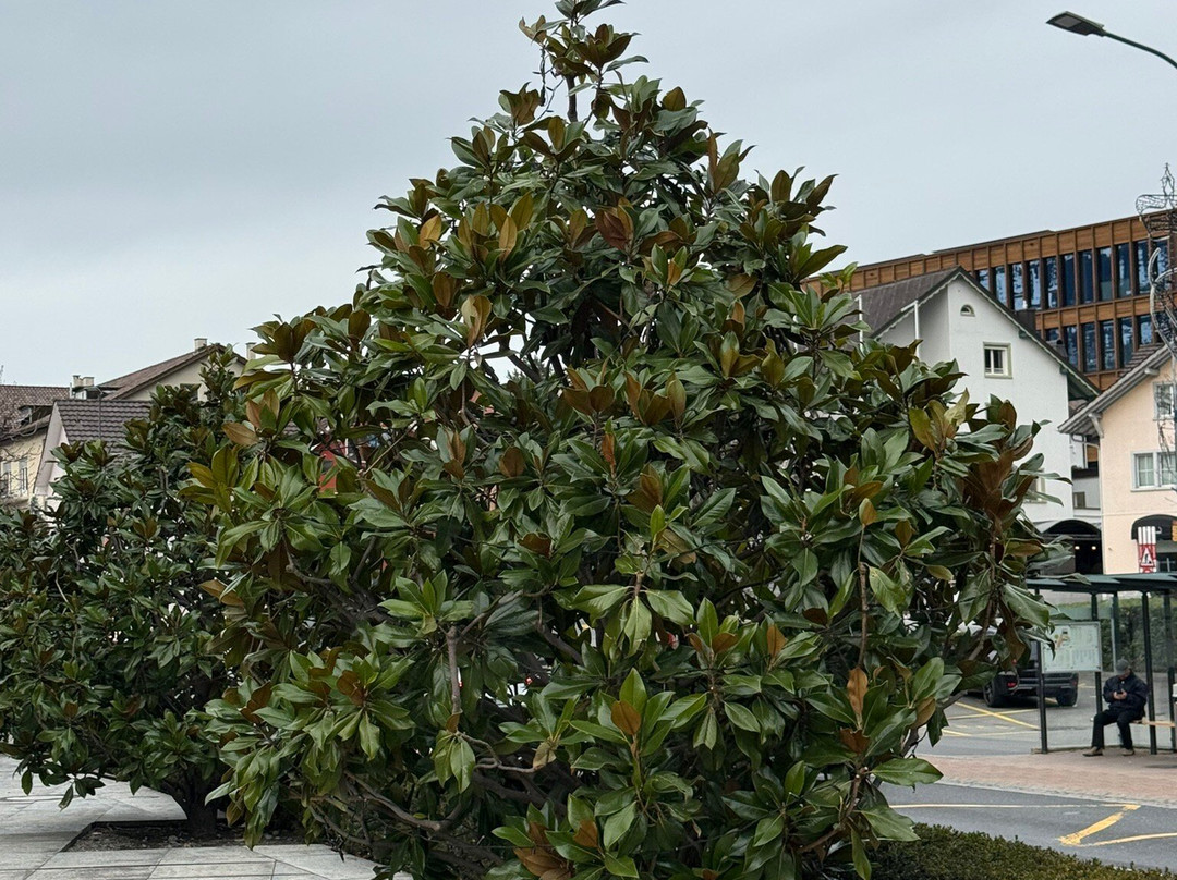 Liechtenstein Center-瓦杜兹必去景点