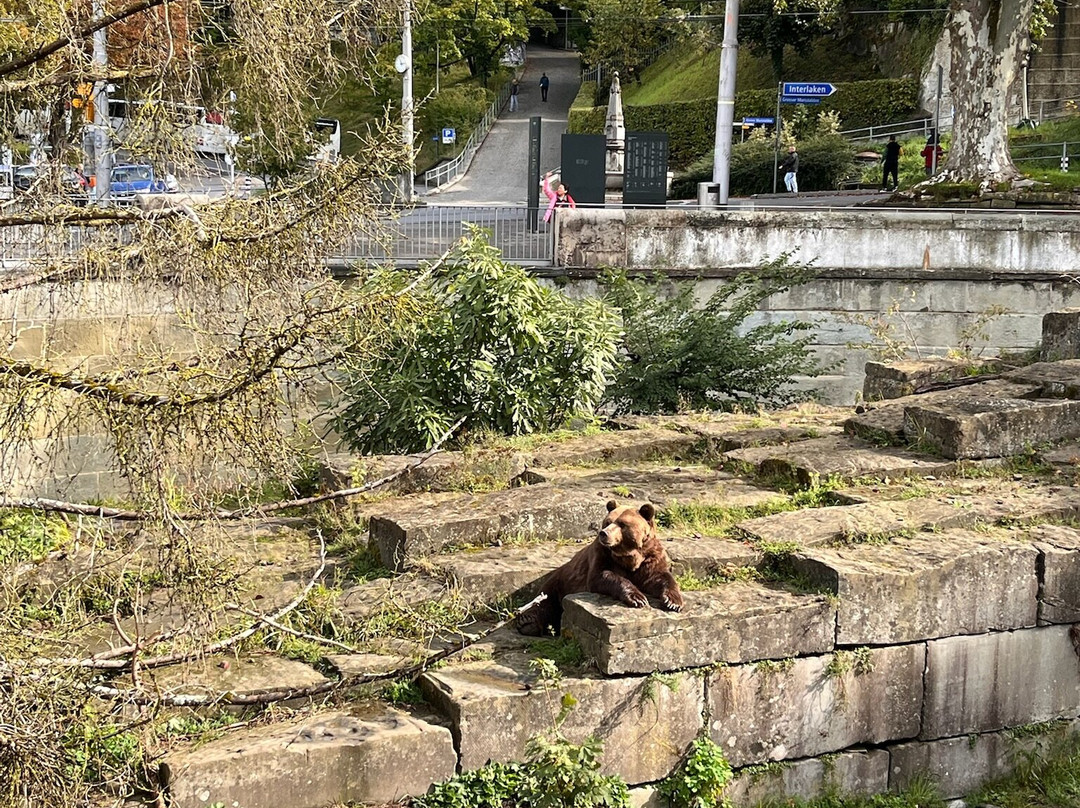 Barenpark-伯尔尼必去景点
