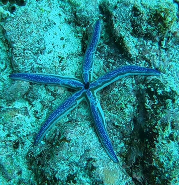 Galapagos Fun Dive-Puerto Baquerizo Moreno必去景点