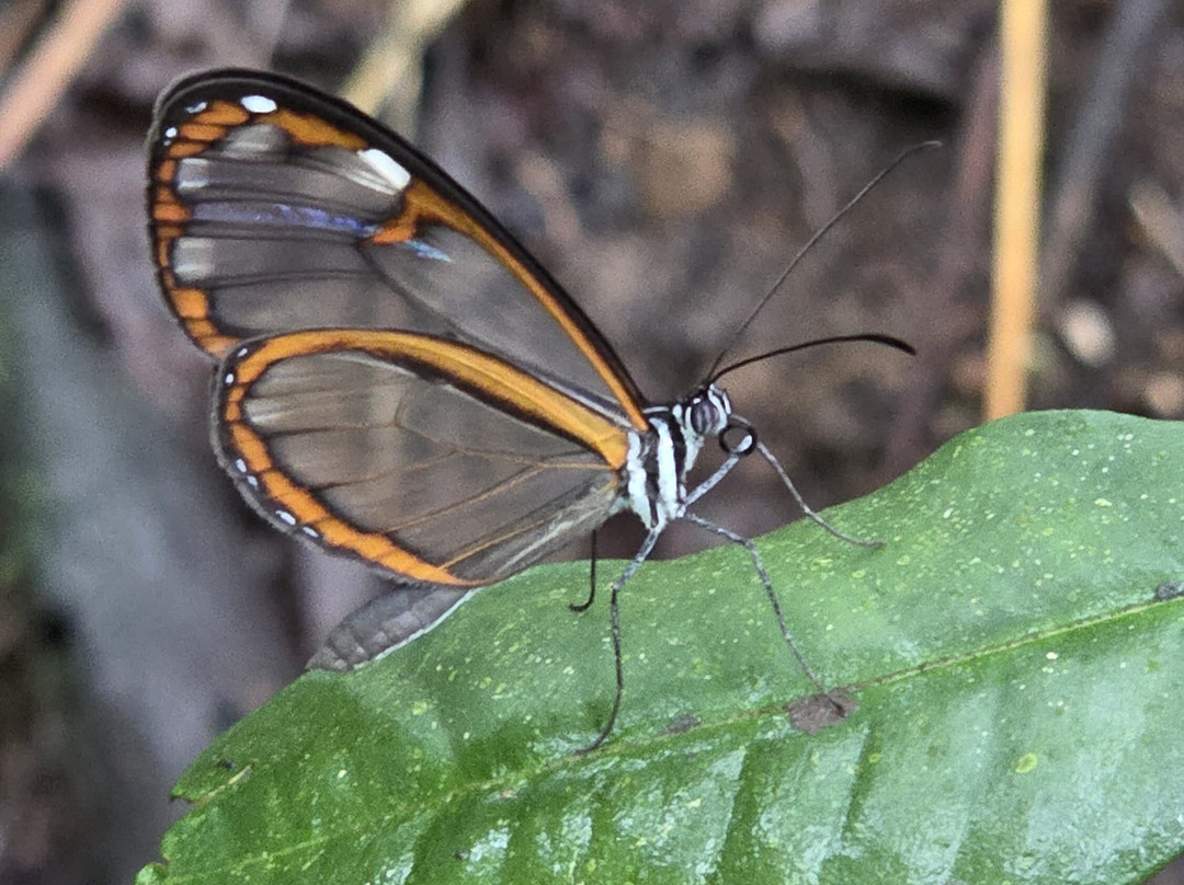 Kasaguadua Natural Reserve-萨伦托必去景点