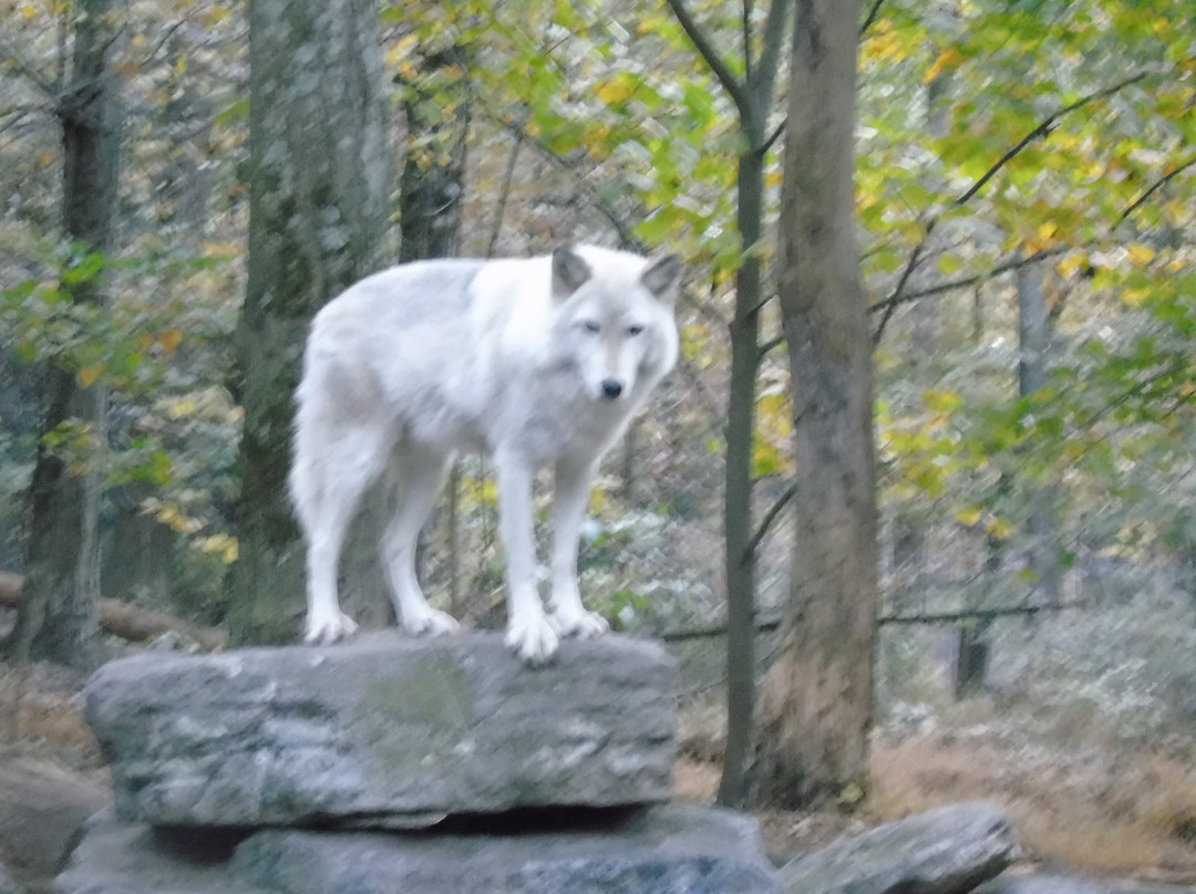 Lakota Wolf Preserve-Columbia必去景点
