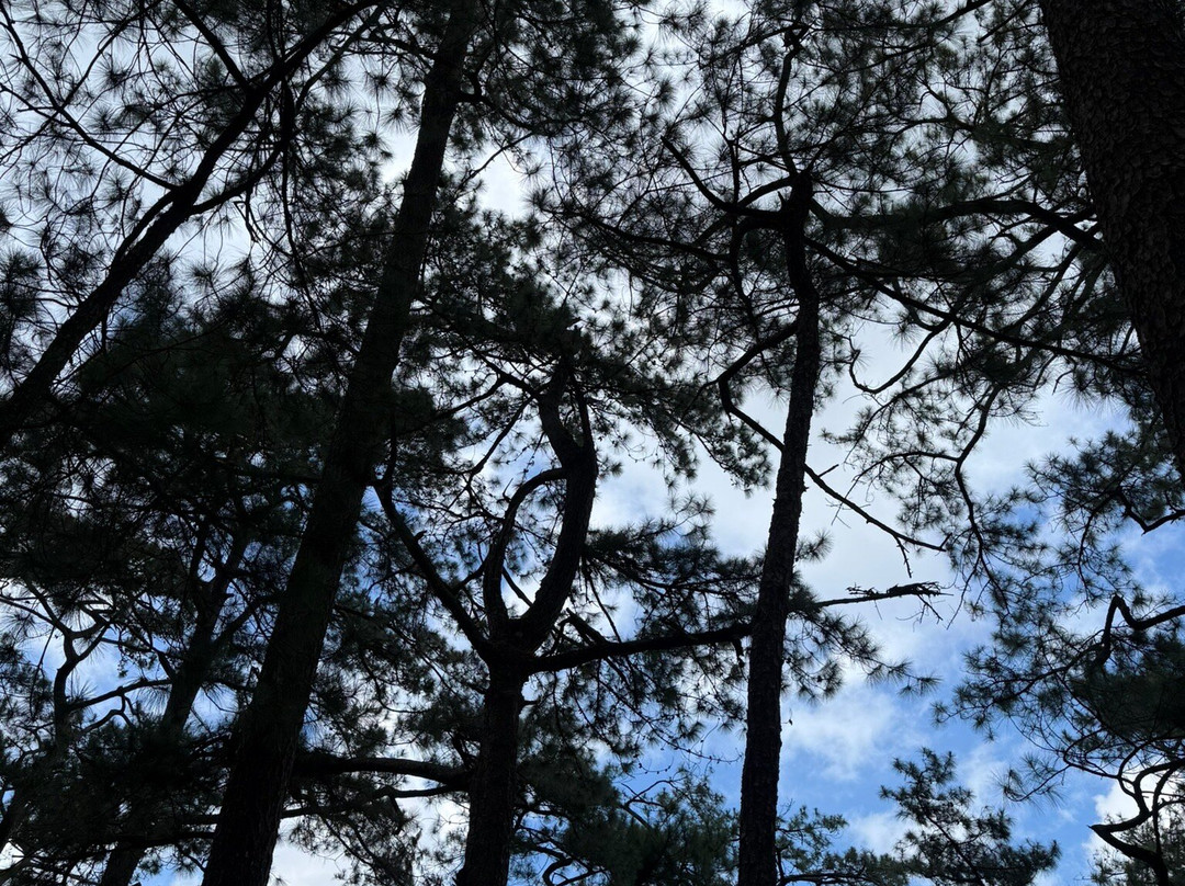 Camp John Hay Eco-Trail-碧瑶必去景点
