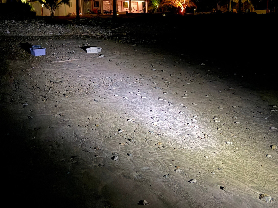 Save The Turtles Playa Venao-维纳欧海滩必去景点