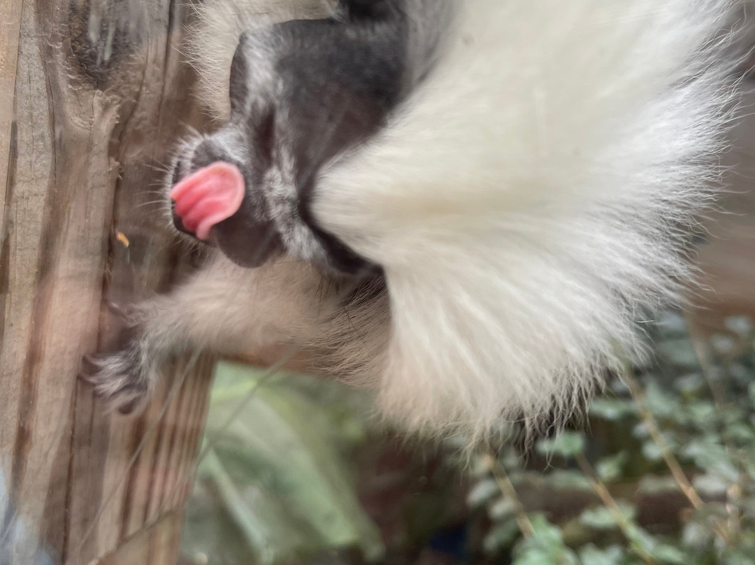 North Florida Wildlife Center-Lamont必去景点