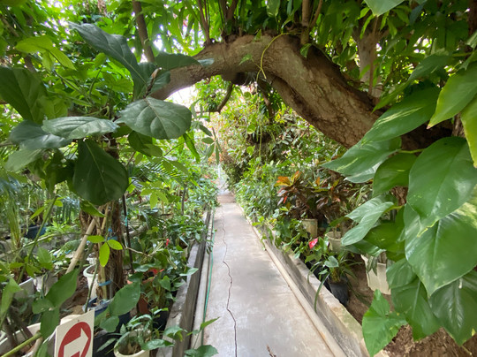 Shimokamo Tropical Garden-南伊豆町必去景点