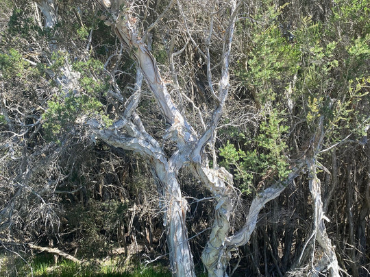 Kepwari Walk Trail-埃斯佩兰斯必去景点