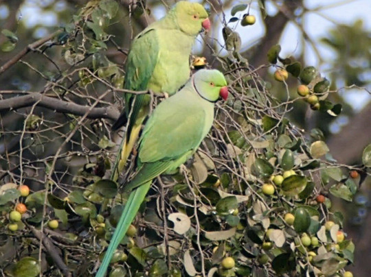 Arvind Singh-巴拉特浦必去景点