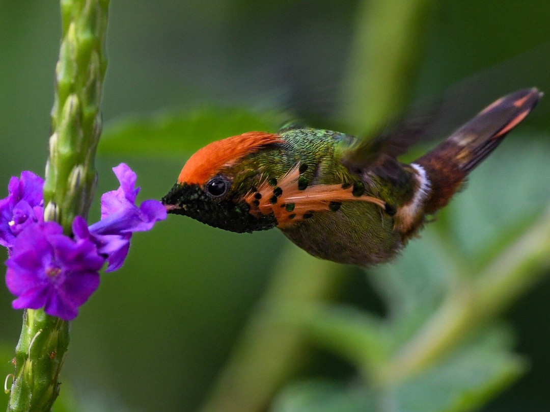 Hadco Experiences At Asa Wright Nature Centre-特立尼达必去景点