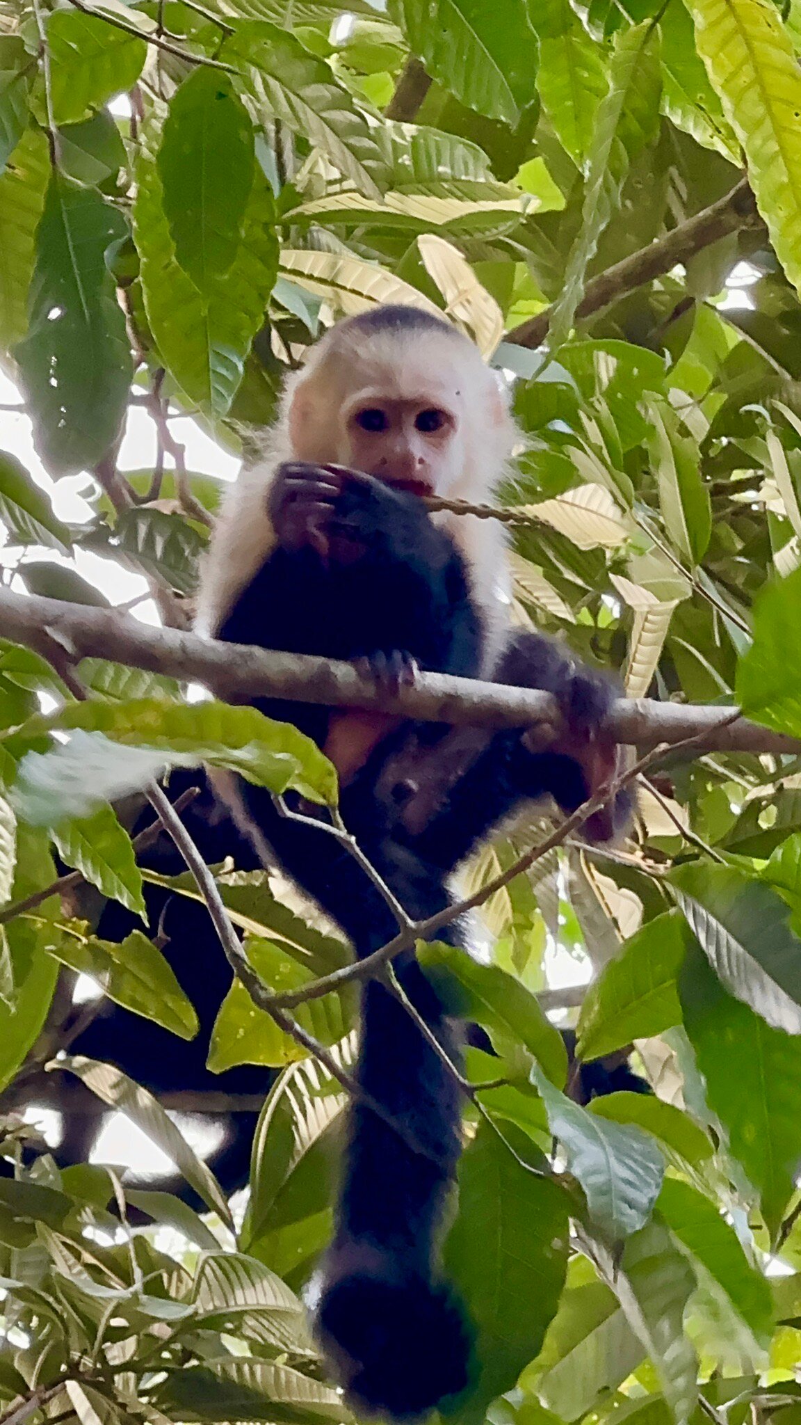 Drake Bay Greenleaf-官方