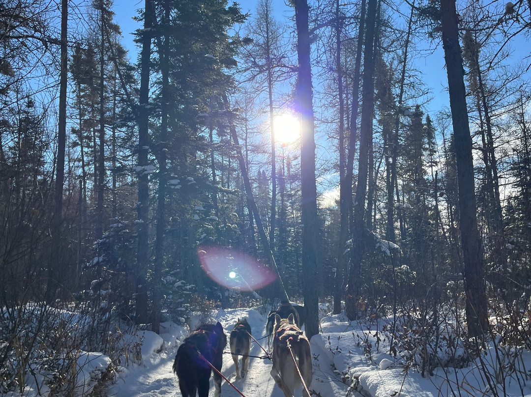 Chilly Dogs Sled Dog Trips-伊利必去景点