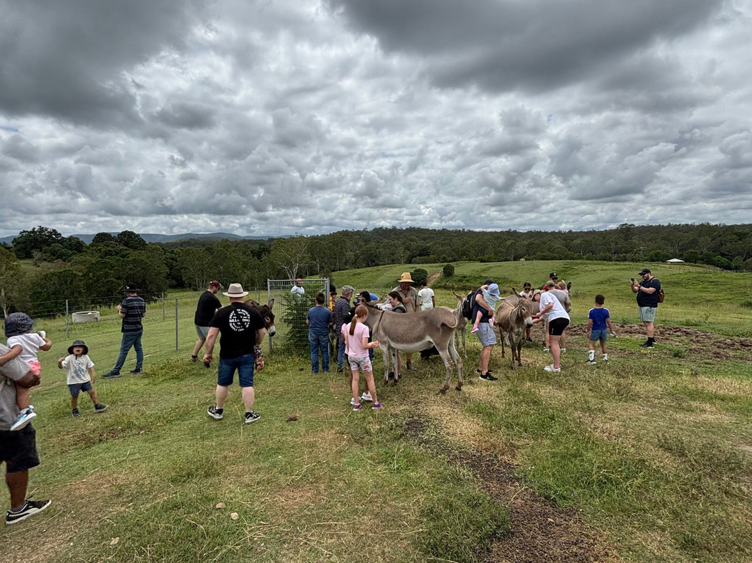 The Llama Farm-伊普斯威奇必去景点