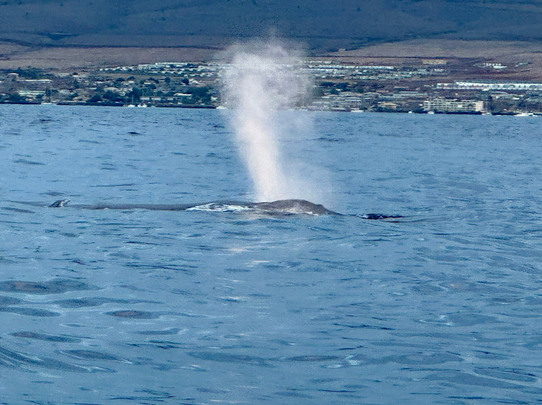 Alii Nui Maui - Sailing Charters