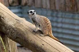 Secret Valley Wildlife Park-韦克斯福德必去景点