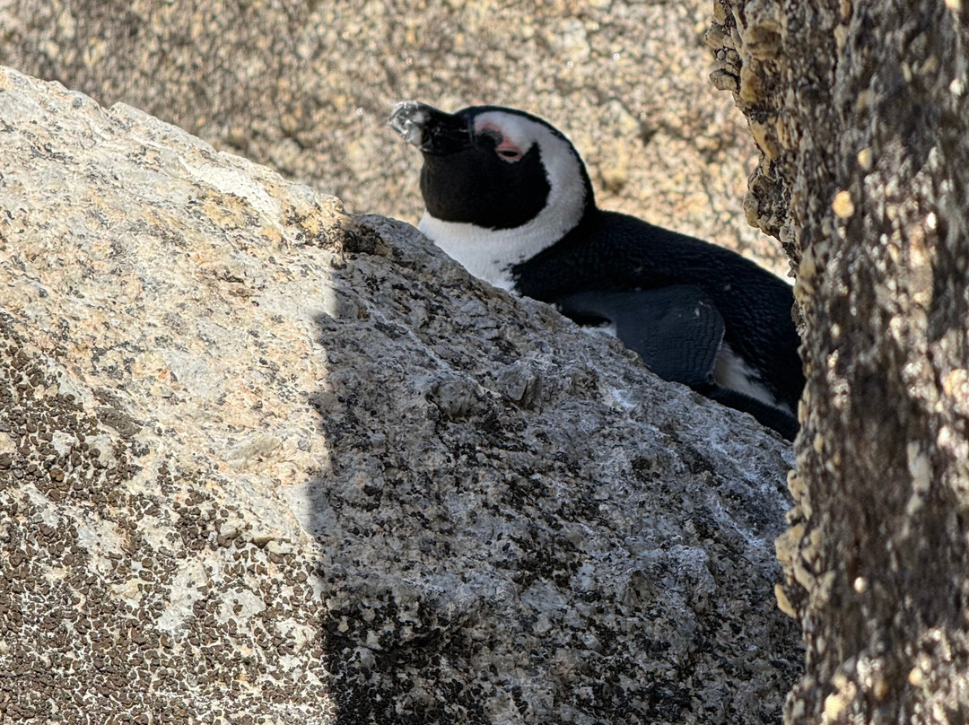 Cape Scenic Tours-乳木滩必去景点