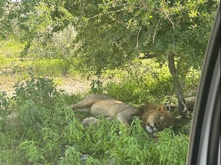 Born in Etosha Self-Drive Private Tours