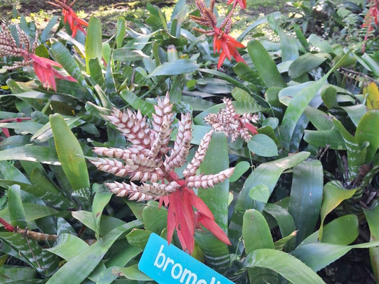 Sun Valley Plantation Hummingbird Garden-奥乔里奥斯必去景点