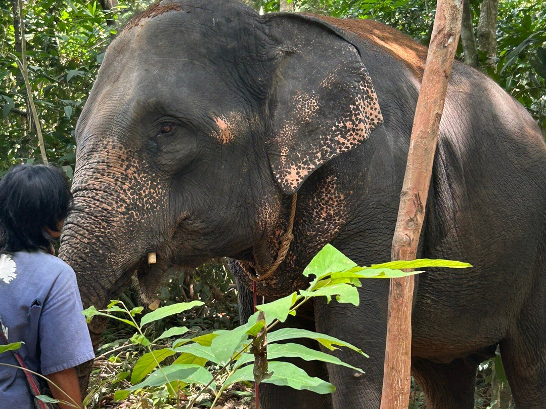 Samui Elephant Spa-苏梅岛必去景点