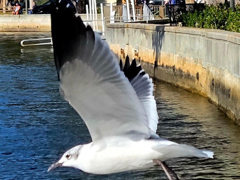 Sims Park-新里奇港必去景点