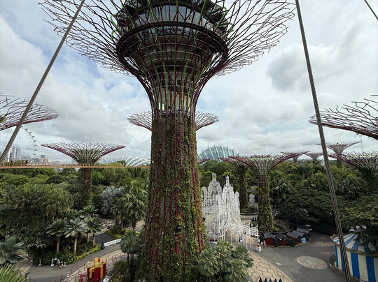 擎天树丛-新加坡必去景点