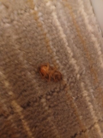 Holiday Inn Express & Suites Conroe I-45 North By IHG-官方