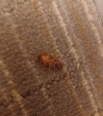 Holiday Inn Express & Suites Conroe I-45 North By IHG主图