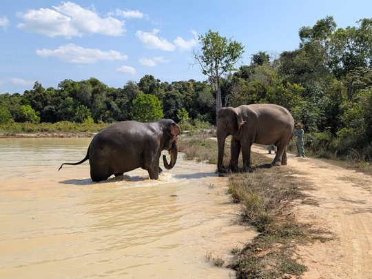Kulen Elephant Forest-暹粒必去景点