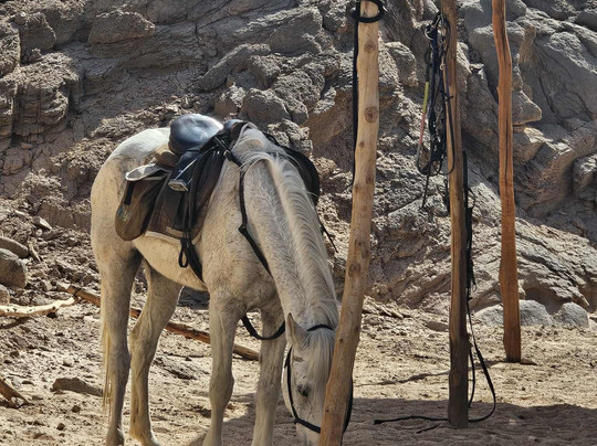 Equestrian Dream Egypt-赫尔格达必去景点