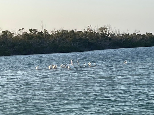 Gasparilla Boat Tours-恩格尔伍德必去景点