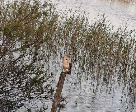 Antonio Doblas - Sevilla Tour Guide-塞维利亚必去景点