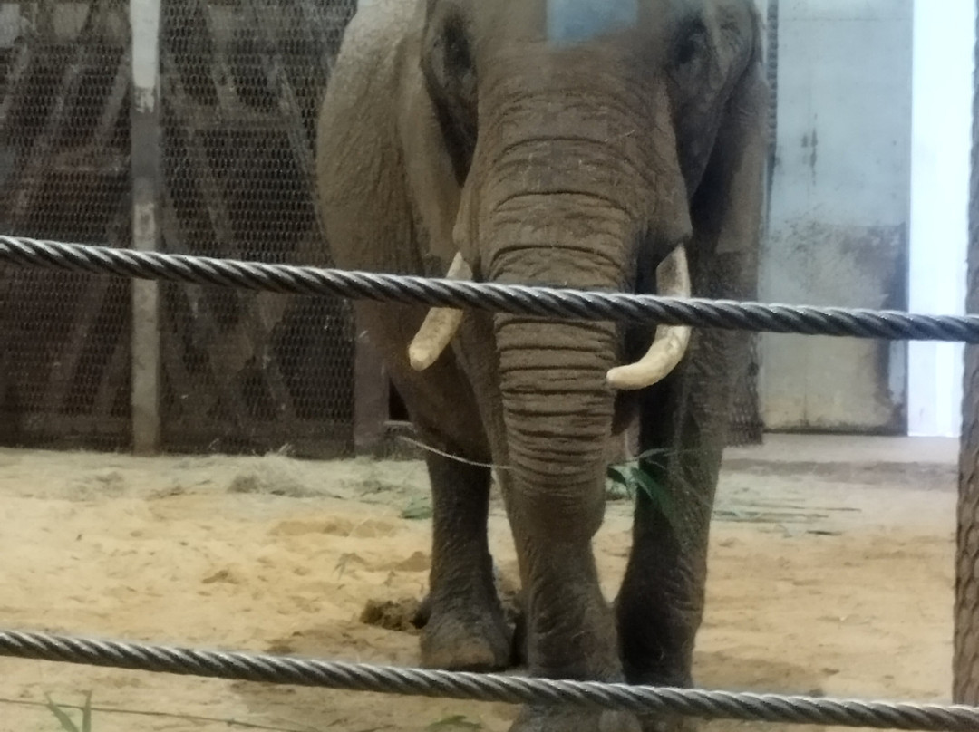 Colchester Zoo-科尔切斯特必去景点