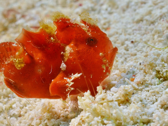 Coco Grove Dive Shop-Tubod必去景点