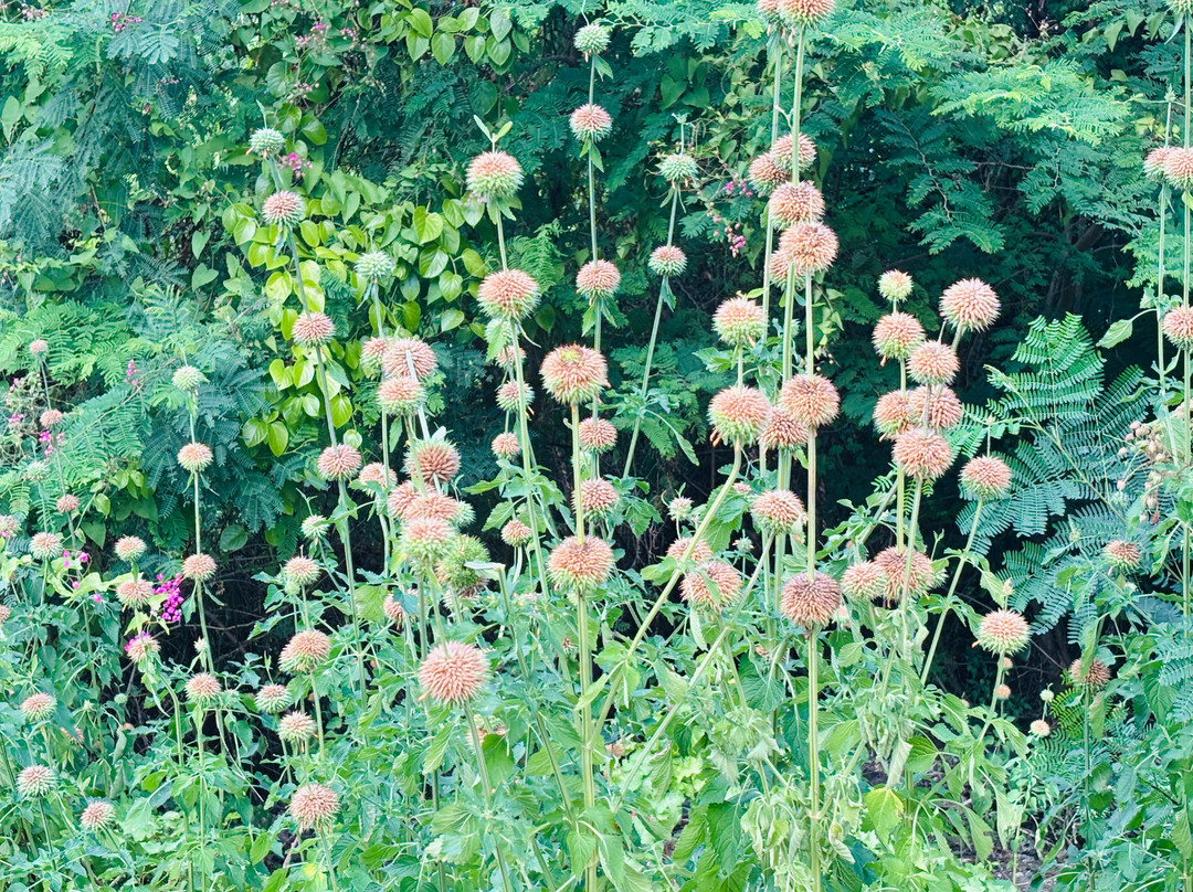 Annaberg Sugar Plantation-维尔京群岛国家公园必去景点