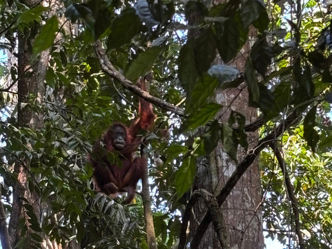 Local Guides-武吉拉旺必去景点