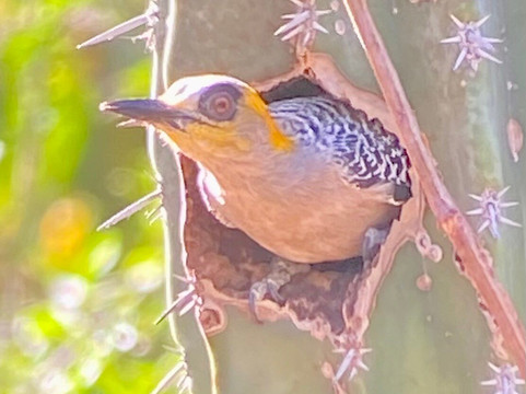 Bird Guide Cornelio-瓦图尔科必去景点