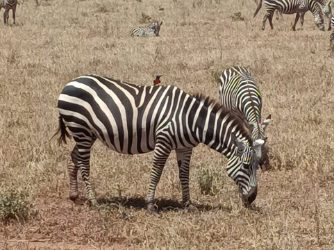 Kenya Safari Con Kassim Luigi-瓦塔木必去景点