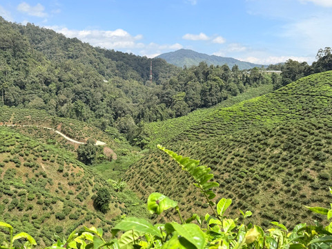 Cameron Valley Tea-丹那拉塔必去景点