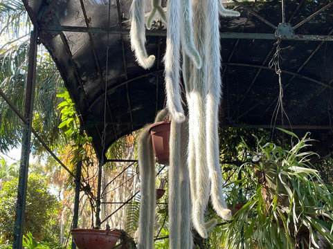 Botanischer Garten-德拉克鲁兹索尔港必去景点