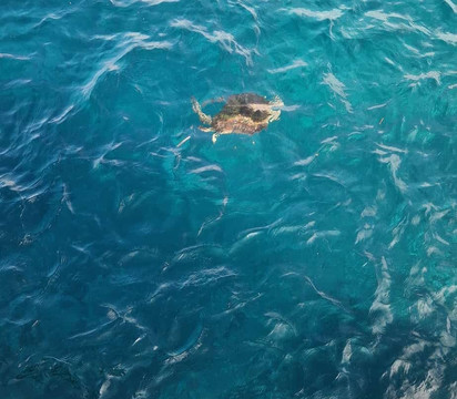 Manta Point-科莫多必去景点