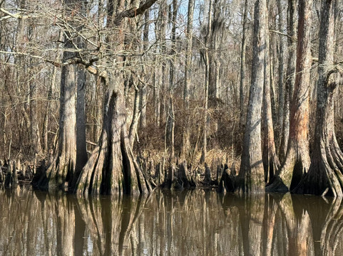 Beyond the Bayou-新奥尔良必去景点