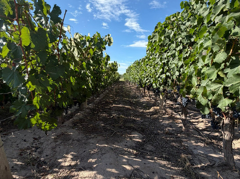 Bodega Matervini-路冉得库约必去景点