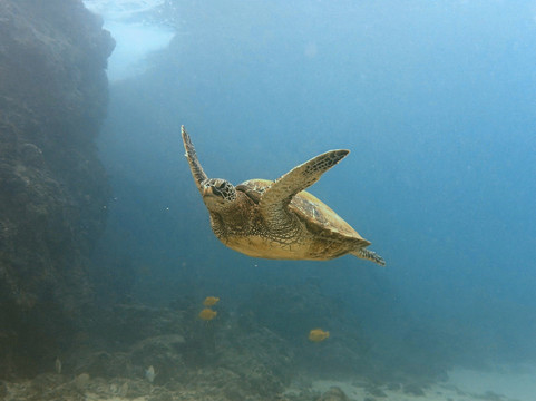 Sammy Scuba Diving-拉海纳必去景点