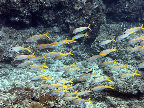 Sammy Scuba Diving-拉海纳必去景点